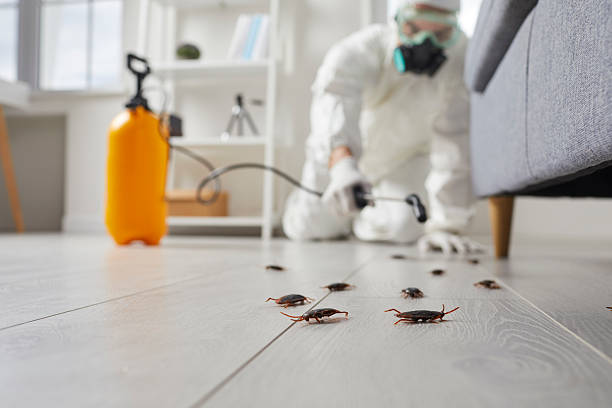 Commercial Kitchen Cockroach Control in Englewood